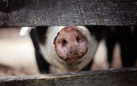 Из-за африканской чумы свиней в Гусеве отменили сельскохозяйственные ярмарки