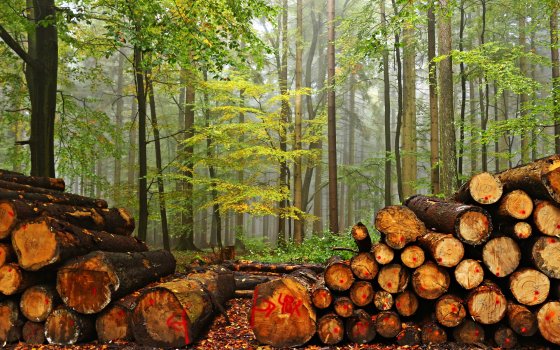 Расторгнут договор с компанией, которая пользовалась лесами в Нестеровском, Озёрском и Гусевском районах