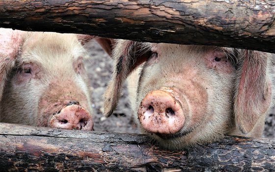 В Гусевском округе из-за африканской чумы свиней введен карантин