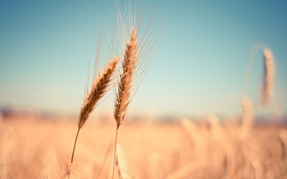 В Гусевском округе убрали более 80% зерновых культур