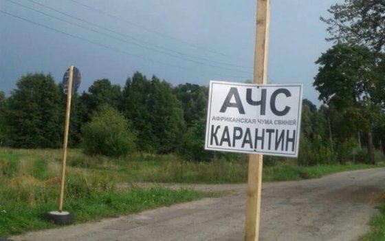 В Гусевском районе найдены трупы кабанов заражённые АЧС