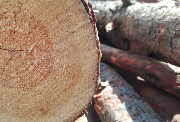 Полицейские задержали жителя Гусевского района за незаконную вырубку леса