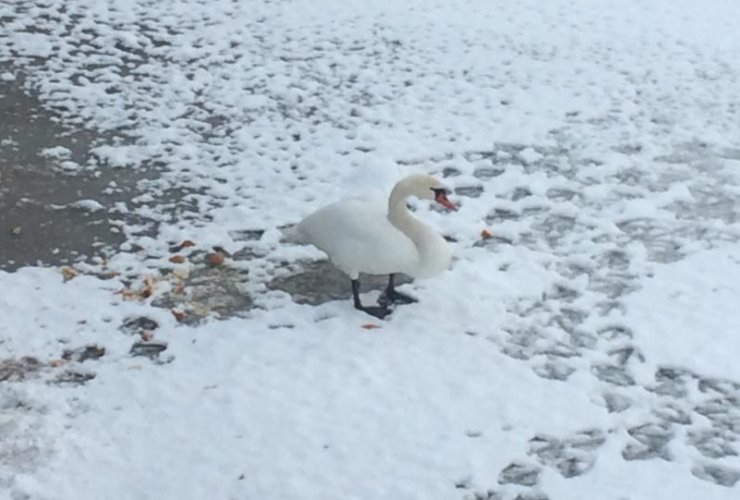 В Гусеве на реке Писса зимует одинокий лебедь