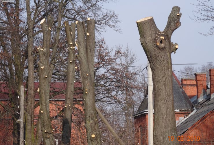 Коммунальные службы приступили к обрезке деревьев по улице Багратиона