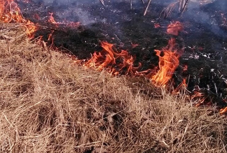 В Гусеве из-за сухой горящей травы едва не сгорели дачи