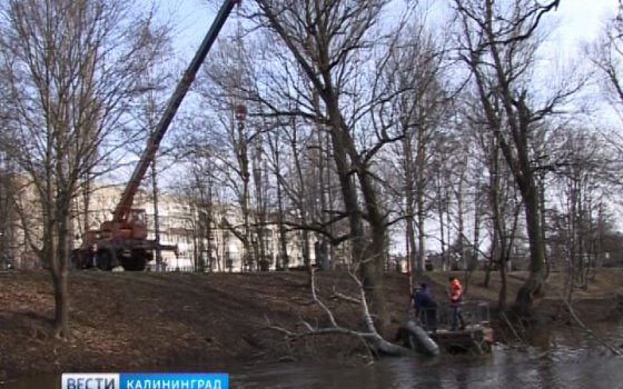 Жители Гусева винят бобров в сползании променада в реку