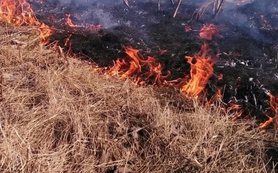 В Гусеве из-за сухой горящей травы едва не сгорели дачи