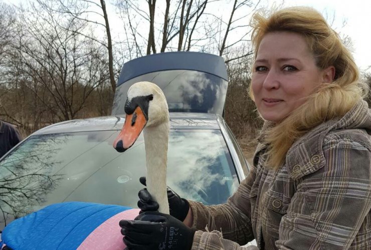 В Калининградском приюте спасают лебедя с поврежденным крылом, пойманного в Гусеве