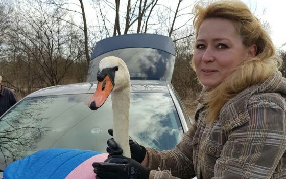 В Калининградском приюте спасают лебедя с поврежденным крылом, пойманного в Гусеве