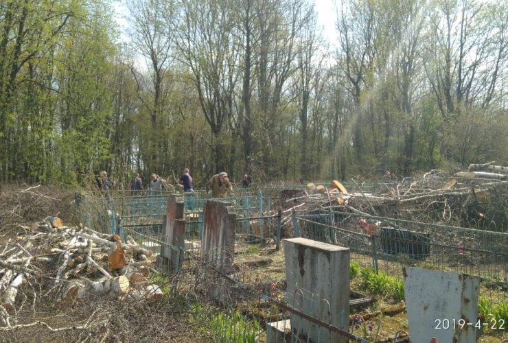 Альпинисты из Калининграда спилили опасные деревья на Фурмановском кладбище