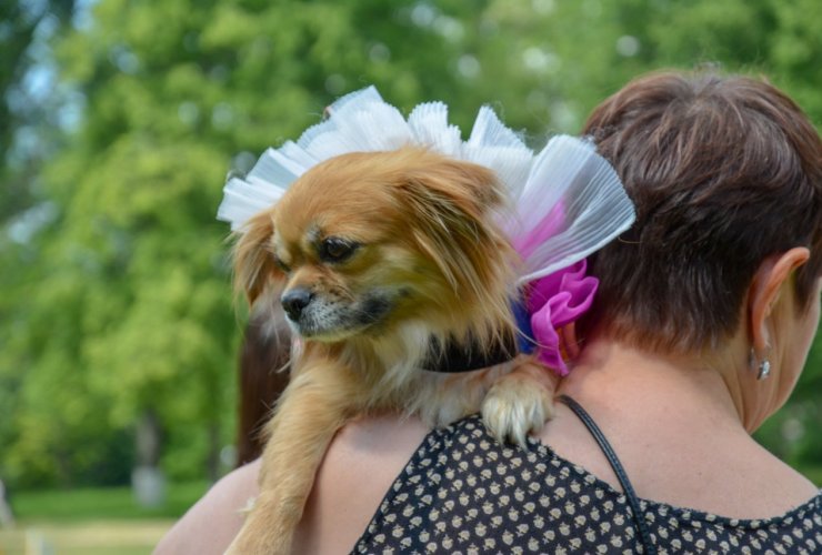 26 мая в рамках празднования Дня города пройдёт конкурс «Я и моя собака»
