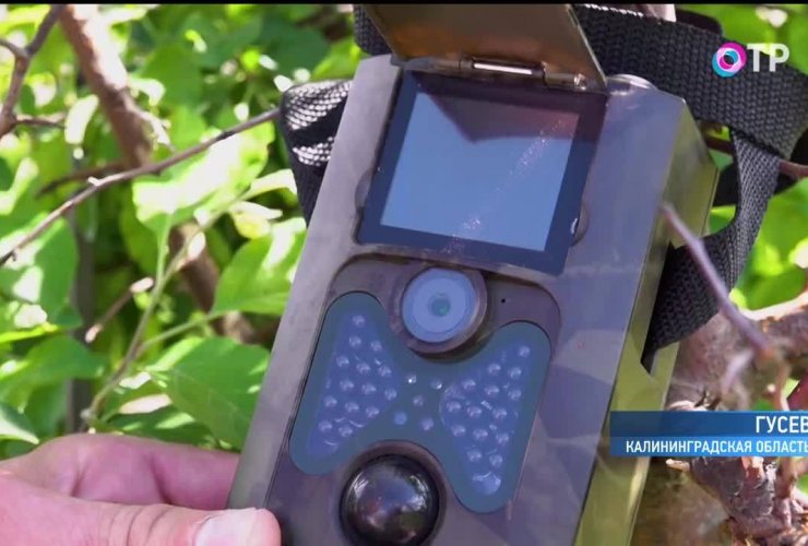 Власти Гусева нашли мусорящих горожан с помощью охотничьих фотоловушек