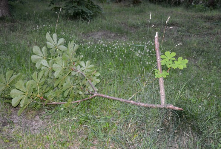 Во время празднования Дня молодёжи неизвестные поломали молодые деревья в парковой зоне ФОКа