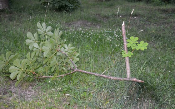 Во время празднования Дня молодёжи неизвестные поломали молодые деревья в парковой зоне ФОКа