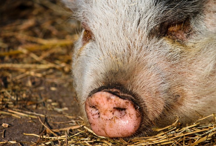 В Гусевском округе обнаружены еще несколько очагов африканской чумы свиней