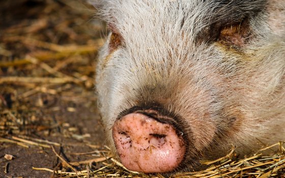 В Гусевском округе обнаружены еще несколько очагов африканской чумы свиней