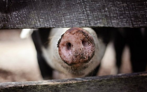 В Калининградской области из-за АЧС уничтожат почти 43 тыс. свиней