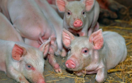 Региональные власти помогут «Прибалтийской мясной компании» восстановить производство после вспышки АЧС