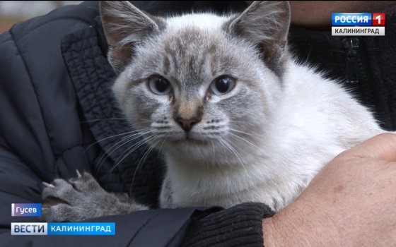 Житель Гусева спас котёнка, просидевшего на дереве четыре дня