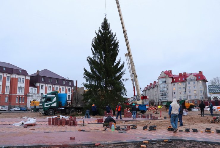 На центральной площади Гусева установили новогоднюю ёлку