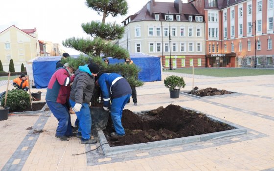 Сотрудники МБУ «Чистота» высадили на городской площади зелёные насаждения