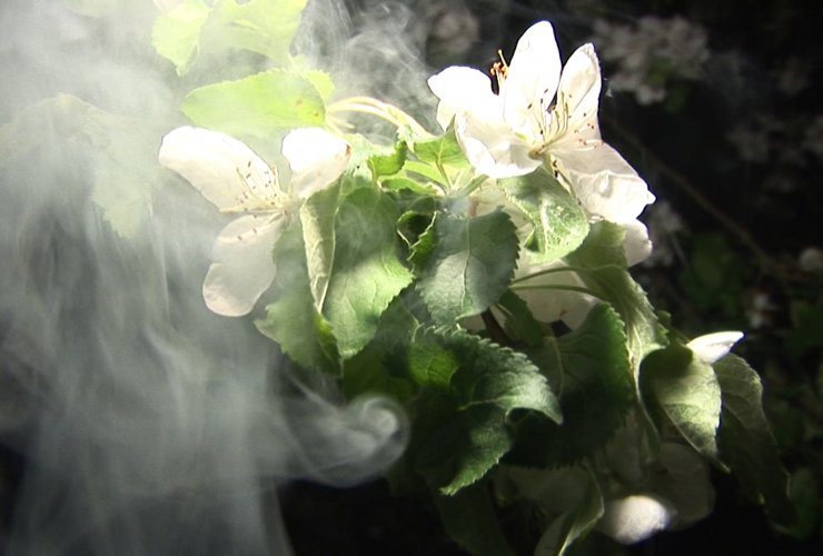 В Калининградской области проводится дымление садов