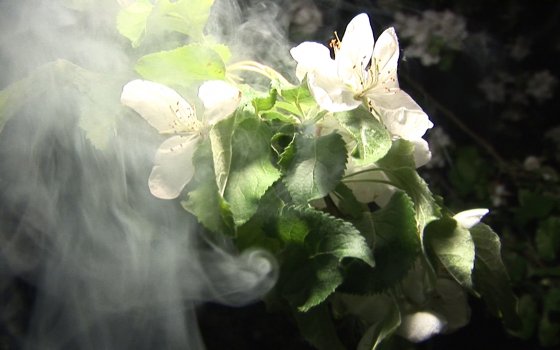 В Калининградской области проводится дымление садов