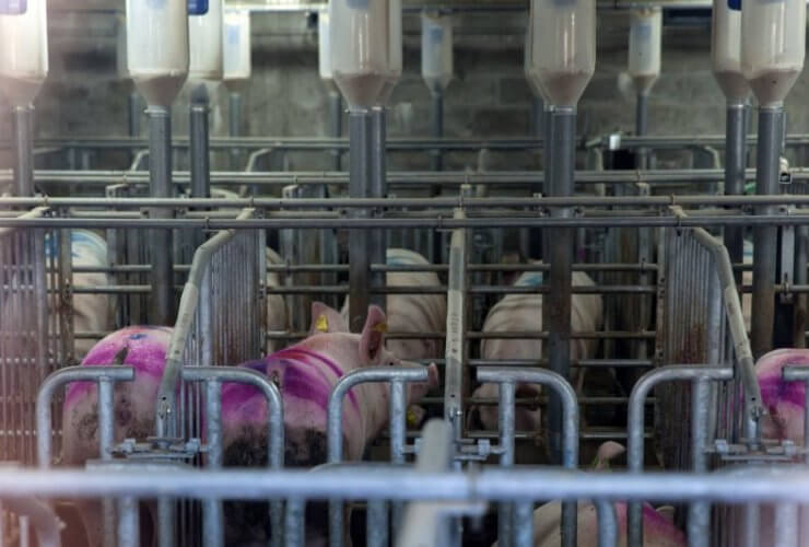«Прибалтийская мясная компания три» построит завод мясо-костной муки возле Гусева