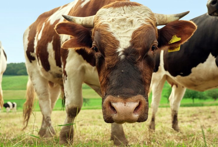«Центр по управлению племенным животноводством» бесплатно оказывает услуги по осеменению крупно-рогатого скота