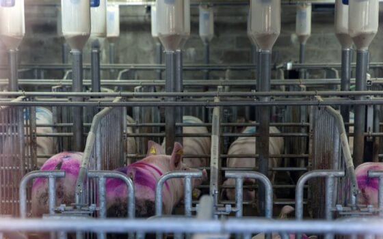 «Прибалтийская мясная компания три» построит завод мясо-костной муки возле Гусева