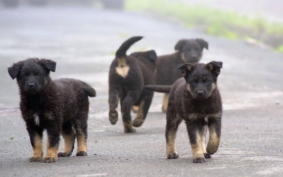 9 июля в Гусевском округе будут отлавливать безнадзорных собак