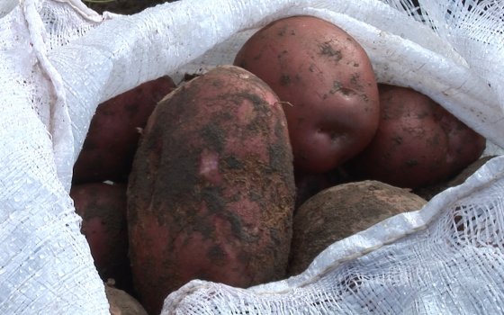 Местные аграрии рассчитывают на неплохой урожай картофеля