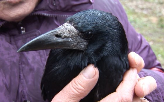 Жители Гусева спасли птицу с перебитым крылом