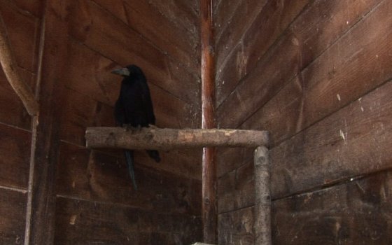 Грач Гоша, которого подкармливали жители Гусева, нашёл приют в парке птиц под Славском