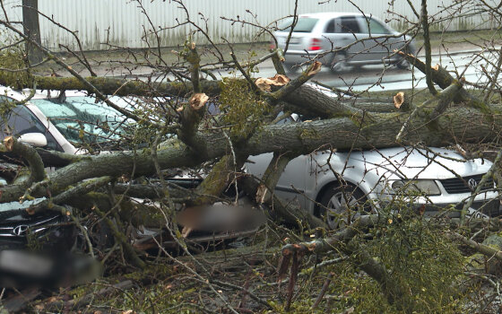 Циклон «Эльза» повалил почти 150 деревьев в Калининградской области