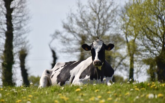 В 10 хозяйствах области вводится карантин по лейкозу крупного рогатого скота
