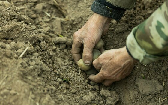 Жители Гусева сажают картошку на бесплатно выделенном огороде