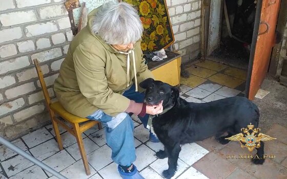 В Гусеве грабитель избил сторожевую собаку камнем и поджёг дом пенсионерки