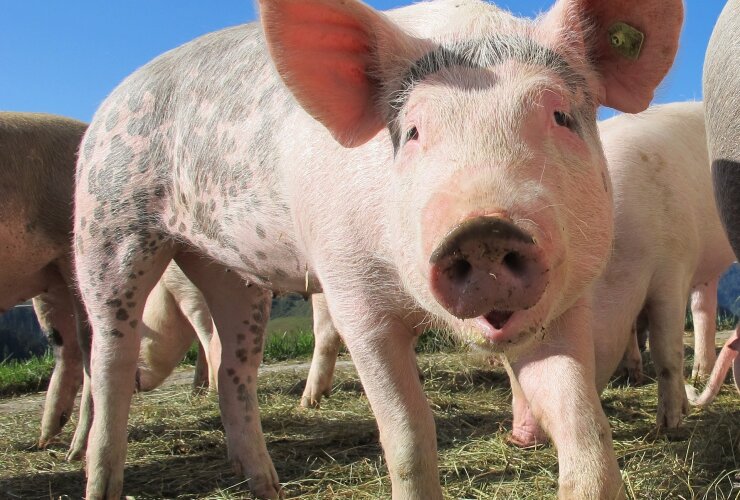 Африканская чума свиней грозит оставить область без мяса