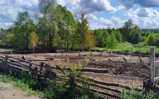 В распространении АЧС на востоке региона подозревают главу сельского хозяйства в Нестеровском районе