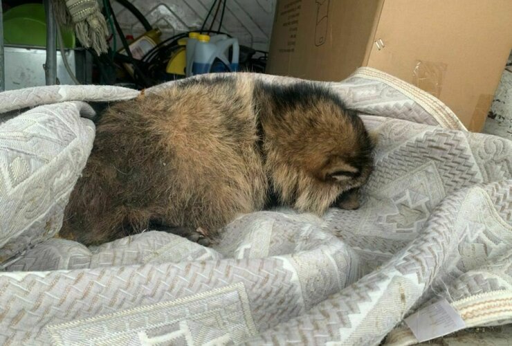 Енотовидная собака, которую спасали волонтеры после ДТП, погибла