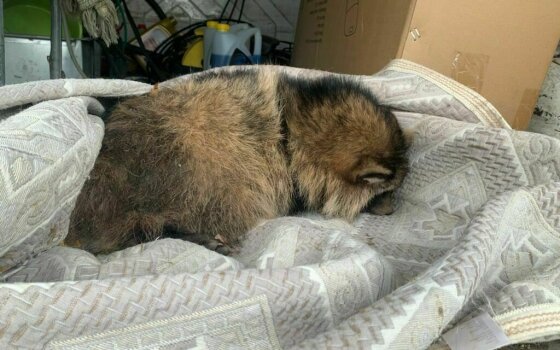 Енотовидная собака, которую спасали волонтеры после ДТП, погибла