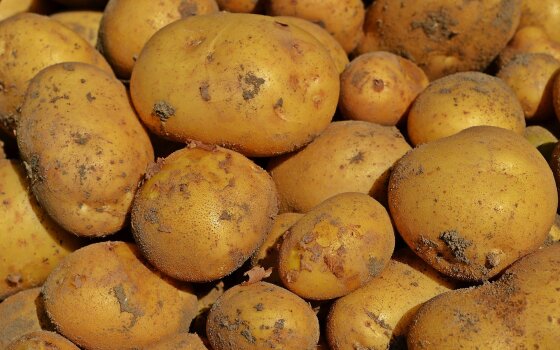 В муниципалитетах фермеры продают картофель без посредников