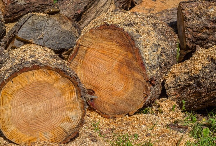 «Серый бизнес»: Алиханов рассказал о коррупции при продаже дров на востоке области
