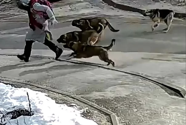 Новости из группы в ВК «Я люблю Гусев» — стая собак терроризирует жителей
