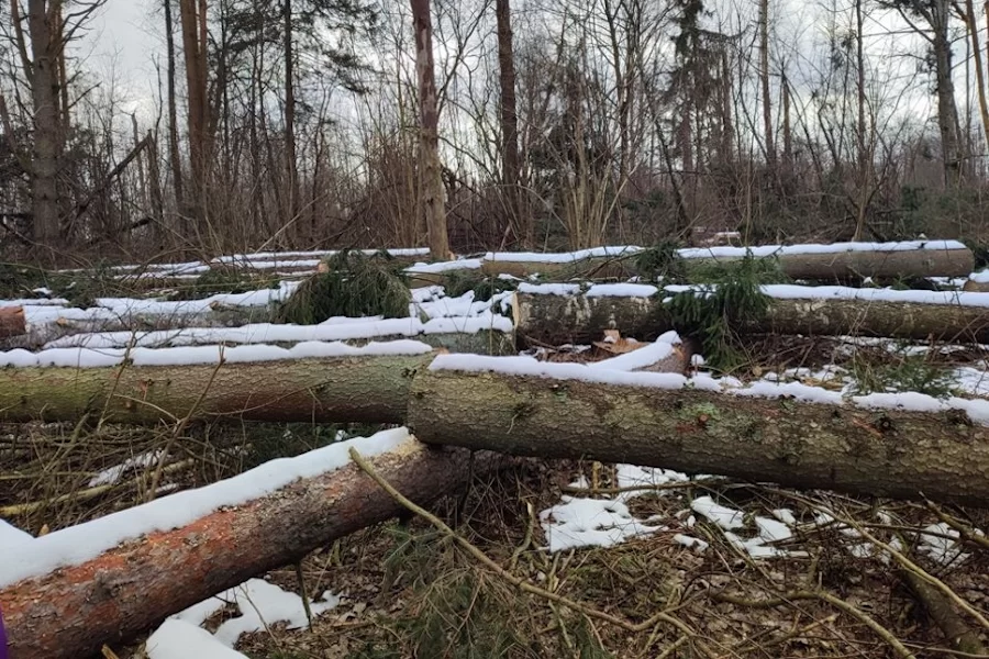 В Гусевском округе неизвестные вырубили мелиоративные лесные насаждения