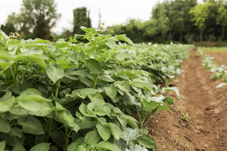 Жители округа могут вырастить картофель для собственных нужд на общественных огородах