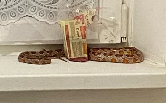 Жительница Гусева обнаружила у себя дома красную крысиную змею