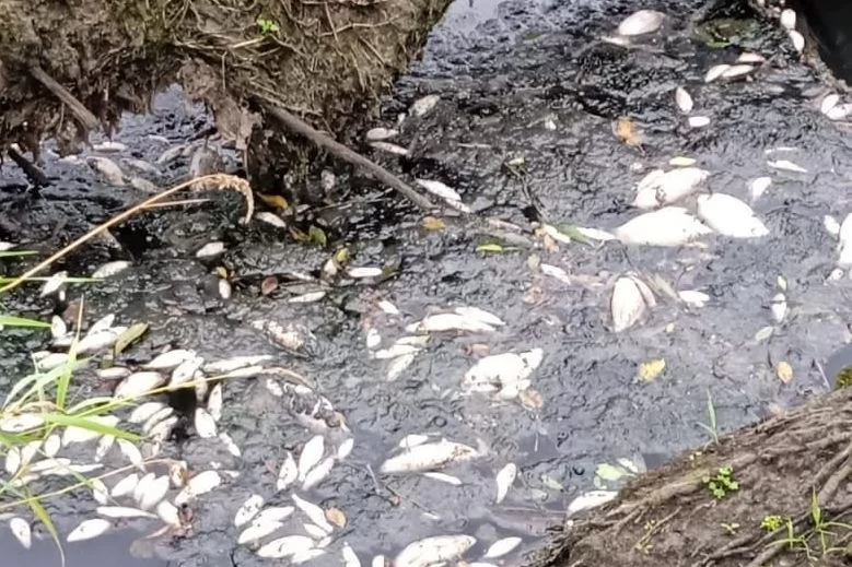 Массовая гибель рыбы в районе посёлка Приозёрное привлекла внимание Минприроды