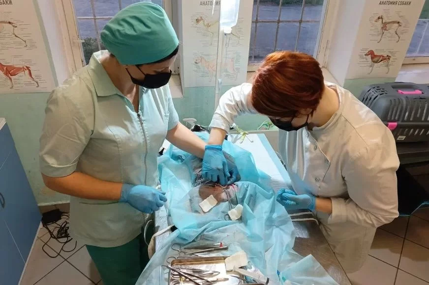 Студентка из Гусева спасла котика, проведя сложную операцию